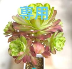 アエオニウム サラダボール中班錦 抜き苗 - メルカリ