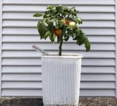 Christmas tree tomato クリスマスツリートマトのサムネイル
