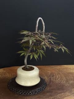 [盆栽]紅葉/ノムラ？出猩？それともブラッド何ちゃら？ 盆栽]紅葉/ノムラ？出猩？それともブラッド何ちゃら？ - メルカリ