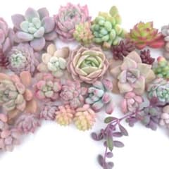 多肉植物 カット苗✂ 詰め合わせ✿のサムネイル