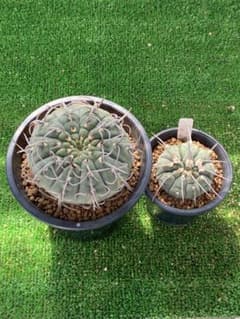 黒狂刺バッテリー、1本刺バッテリー（モンスト？）セット ギムノ サボテンのサムネイル