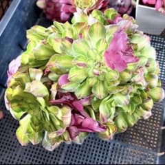 くに里多肉　よっしー出品‼️アエオニウム　チフォ　知否花顔株 くに里多肉 よっしー様専用出品‼️アエオニウム チフォ 知否花顔株