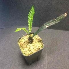 Blechnum obtusatum var obtusatum WWR便のサムネイル