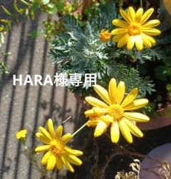 トレーラー ミュージカル アンティーク 【Roman】<クリスマス>