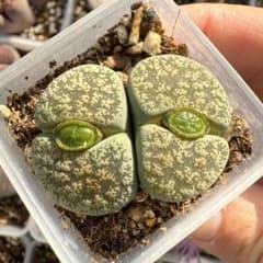 多肉植物 リトープス 緑弁天玉 鉢のまま - メルカリ