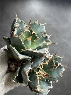 アガベ チタノタ 「精品白鯨」 強鋸歯 ボールタイプ2株 - メルカリ