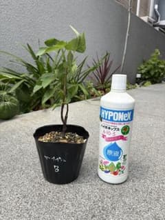イチジク　アーチペル　Bのサムネイル