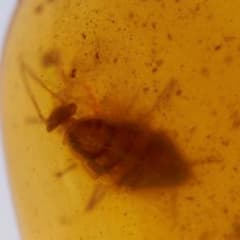 虫入り琥珀　可動水泡大1　化石　ミャンマー　カムティかタナイ産　9900万年前 LA422虫入り琥珀化石 ミャンマー カムティかタナイ産 9900万年前