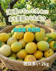 ㊵ 完熟梅 2kg 訳あり 無農薬のサムネイル
