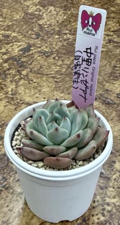 ルイパパさん苗 ママコレ 中里リンゼアナ 自家実生 札付き - メルカリ