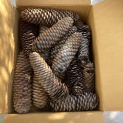 大きな松ぼっくり　ドイツトウヒのサムネイル