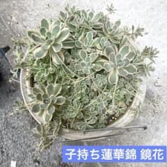 多肉植物☆子持ち蓮華錦 鏡花☆鉢たっぷり♡溢れ鏡花♡❣️抜き苗❣️のサムネイル