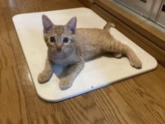 くろこ様専用のサムネイル
