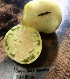 Snow ball Tomato スノーボールトマトのサムネイル