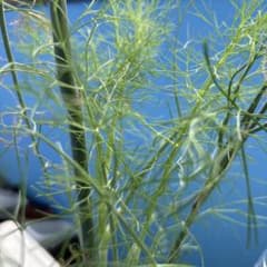 ブロンズフェンネル　種のサムネイル