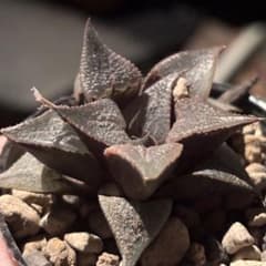 ハオルチア 酒呑童子錦 多肉植物 - メルカリ