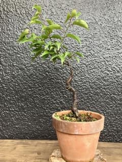 緋梅盆栽 極上品② 樹齢(挿木)25年 位 根張り培養状態良好 - メルカリ