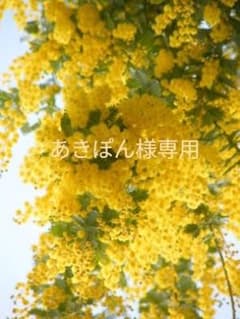 あきぽん様専用　ミモザロング＆ショートのサムネイル