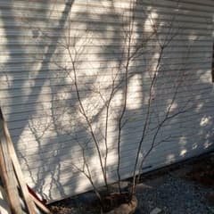 や*り様 山採りアブラツツジ　油A6 H70cm W80cm アブラツツジ 株立 山採り - メルカリ