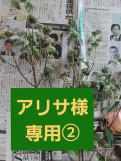アリサ様専用②【こちらは専用とさせて頂いております。】ユーカリ　他のサムネイル