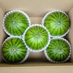 【5】茨城県産 産地直送 小玉スイカ スウィートキッズ 訳あり 5個入のサムネイル
