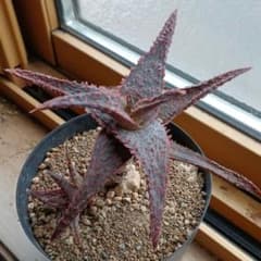 アロエ 赤系Hybrid 木立 子株付き 大株 - メルカリ