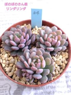 ぼのぼのさん苗 リンダリンダ カット苗 3個セット ネコポスでお届け