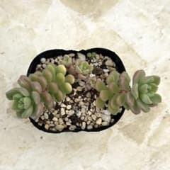 小桃 抜き苗 多肉植物 古都の葉さん - メルカリ