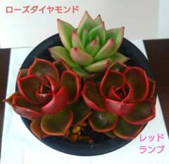 ⑧多肉植物エケベリア【レッドランプ】2苗【ローズダイヤモンド】1苗