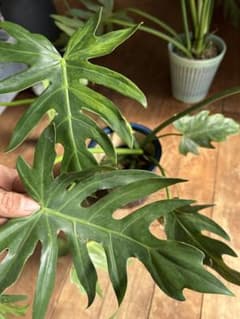 フィロデンドロンセローム斑入りPhilodendron selloum var. - メルカリ