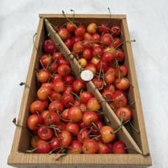 7 本日収穫　山形県産　さくらんぼ　1kg 紅秀峰　Lサイズ以上　訳あり品のサムネイル