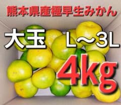 熊本県産極早生みかん　大玉サイズ　　L～3L　4㎏のサムネイル