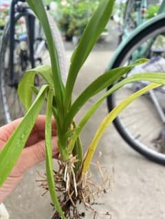 洋蘭　アロハイワナガ　抜き苗のサムネイル