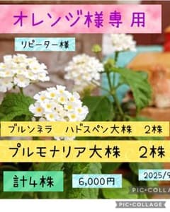オレンジ様専用　リピーター様のサムネイル