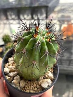 抜き苗】 サボテン 暗黒王 エリオシケ 実生苗 【14】 - メルカリ