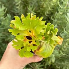 P.ridleyi dwarf silver 4204 - メルカリ