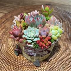 多肉植物 気まぐれ寄せ植え set ⑤のサムネイル