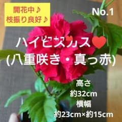 No.1【沖縄から♪】ハイビスカス(八重咲き・真っ赤)♥️枝振り良好