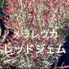 コストコ ワインバレルプランター 5個入 樹脂製植木鉢|mercariメルカリ