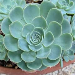 多肉植物【七福神】1苗抜き苗（カット苗650円ご希望の方はコメント