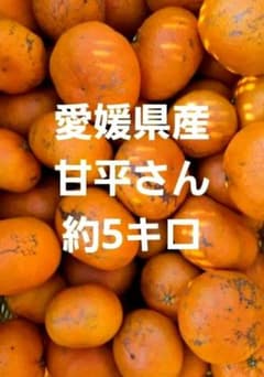 에히메현산 감평씨