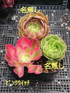 ☆多肉植物☆ピンクウイッチ&名無しアエオニウム☆のサムネイル