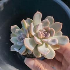 多肉植物 エケベリア 2頭 抜き苗 ひまわり - メルカリ