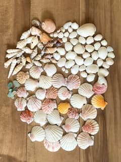 たっぷり貝殻　シェルアート用　シーグラスのサムネイル
