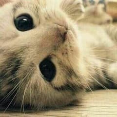 とんちて様専用のサムネイル