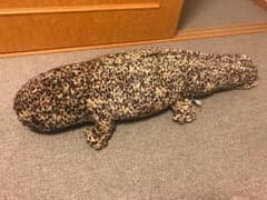 オオサンショウウオ ぬいぐるみ 京都水族館のサムネイル