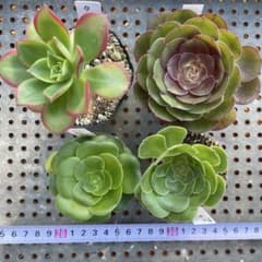 多肉植物 アエオニウム 4点セット - メルカリ