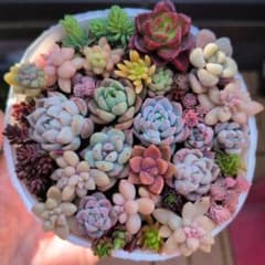 れ*こ様 ❤️スペシャルエケベリアセダムセット カット苗　多肉植物のサムネイル