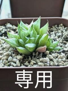 専用のサムネイル