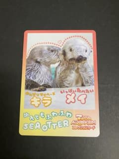 鳥羽水族館 コレクションカード vol.2ラッコ キラ メイ - メルカリ